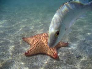 Laguna Stars