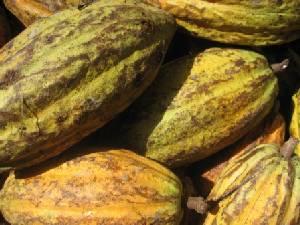 Cacao (Chocolate) Fruit picked