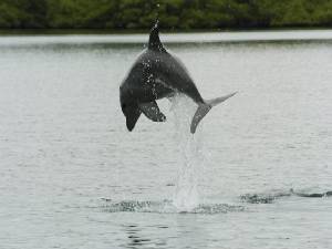 Leaping Dolphins