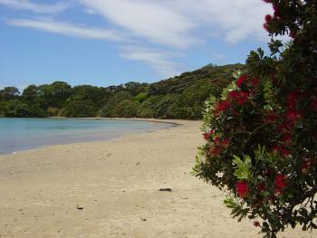coopers beach