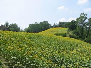 Sunflowers June 08 