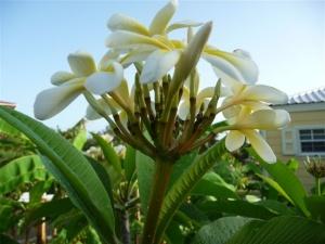 White Frangipani