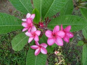 Pink Frangipani