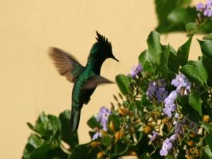 Hummingbird