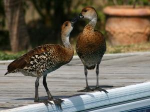 West Indian Whistling Duck