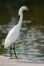 Egret