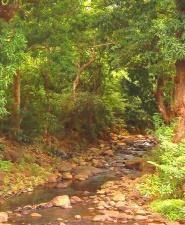 The stream in the back yard