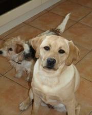 Our two dogs