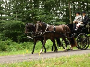 carriage driving - our hobby