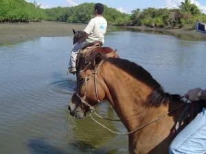 Horseback riding