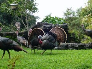 Bird Watching at Breakfast
