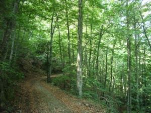 nearby beech forests