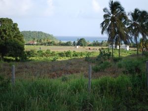 View over Pineapple Farm