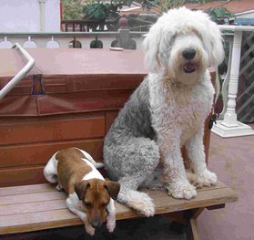 Cricket & Bentley Lounging