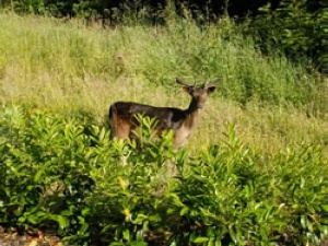 The area is nature abundant