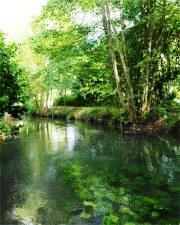 River Dive at rear of garden