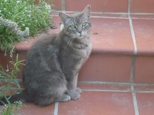 Shuia -a can tillet cat