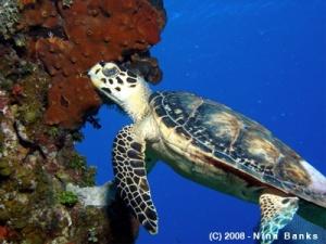 Face to face with a turtle
