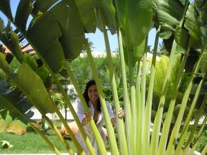 tropical garden