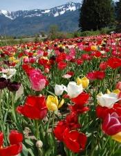 local tulip field