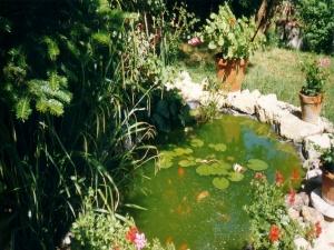 fish pond