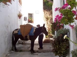 Our neighbour's working mule 