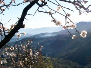 Spring has arrived, 13 January