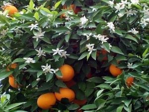 Lecrin's microclimate