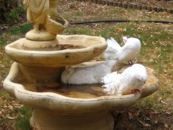 Doves in the Fountain