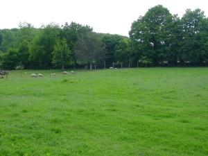 views to the Forest from Gite 