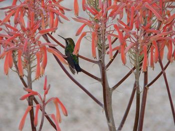 Humming bird in garden