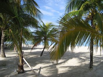 beach front palms for shade