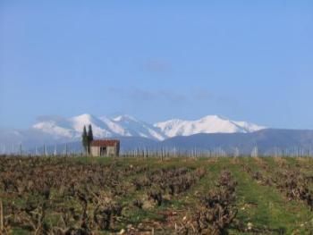 Mount Canigou with vines