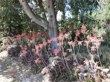 Springtime La pantoufle verte 