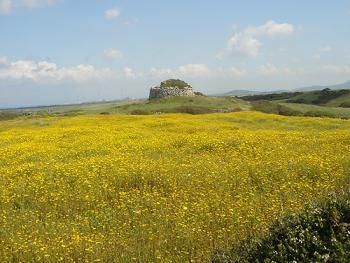Flowers are all over Island
