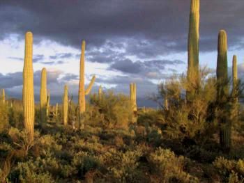 Arizona adobe house vacation rental