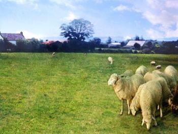 Field behind Glenmore Cottage