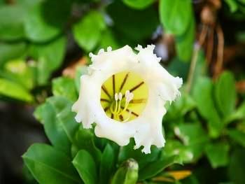 Garden Flowers