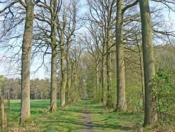 Drongengoed estate forrest