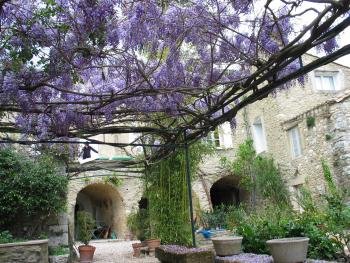 A wisteria in the spring