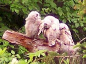 Wildlife around Homer