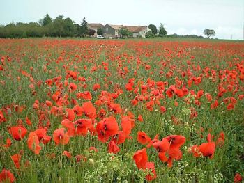 Local poppy field