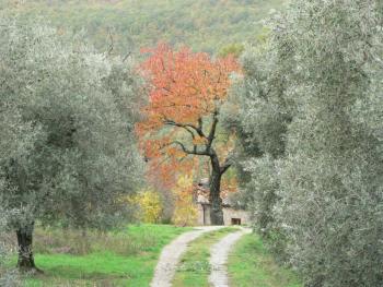 the road to Casa Ciliegi