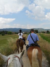 hourses at the riding school