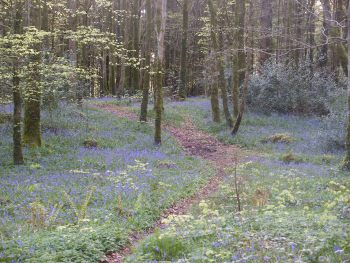 Woodpark forest 5 min walk