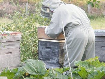 Tending the bees