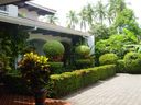 tropical garden