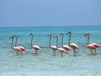 Flamingos on Southern Beach