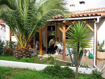 terrace with palmtree