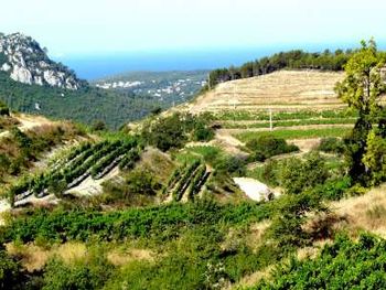 View from the infinity pool